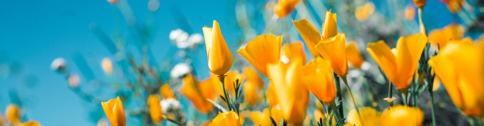 Spring flowers in a field